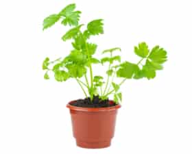 CELERY - PLANTED POT