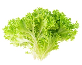 LETTUCE - FRISEE