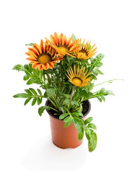 FLOWER - GAZANIA PLANT