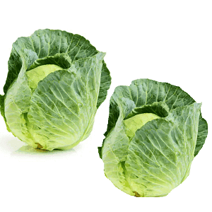 A - CABBAGE - PACK OF 2